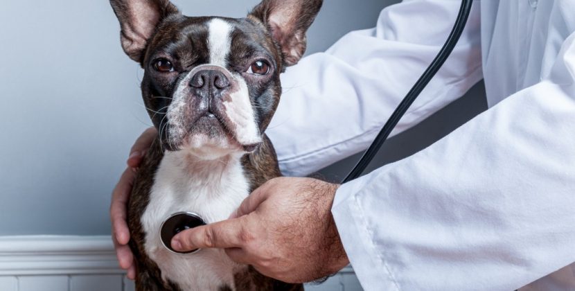 Optimal Pet Insurance