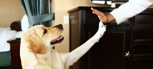 Pet-Friendly-Hotels-in-New-England