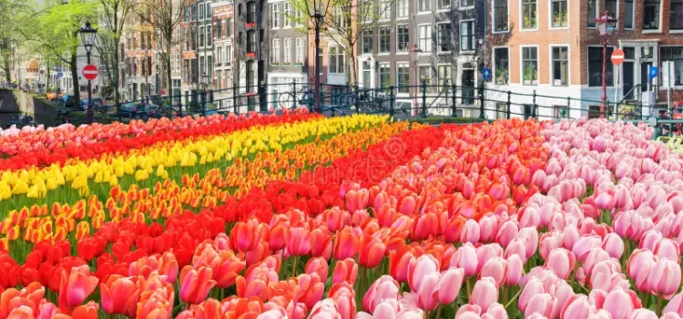 Blooming Retreat Flower Market Hotel Amsterdam