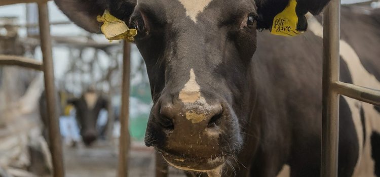 Can Cows Catch Bird Flu? Feds Fund Crucial Tests