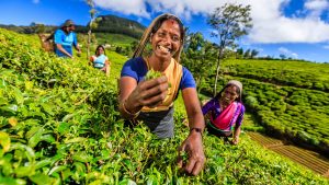 sri-lanka-hill-country-hatton-tea-plantation