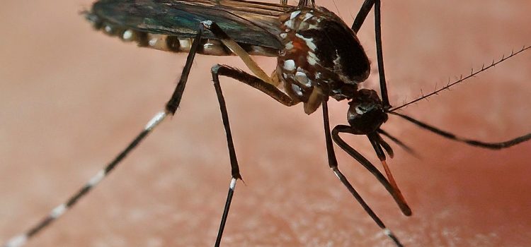 Mosquitoes & Fever: Don’t Let Dengue Bite You By Surprise!