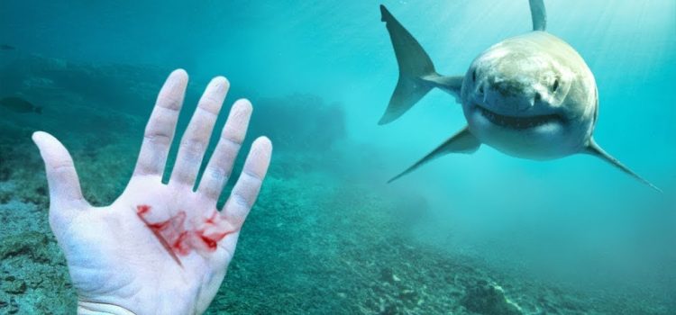 Unraveling Florida’s Shark Attack Mystery