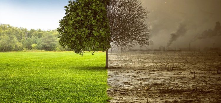 The Impact of Climate Change on Global Agriculture