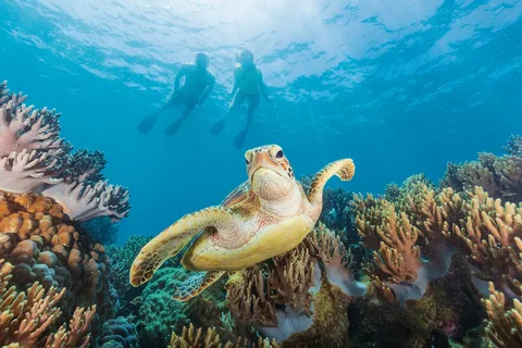 Great Barrier Reef Adventures: Visiting Cairns, Australia in 2024