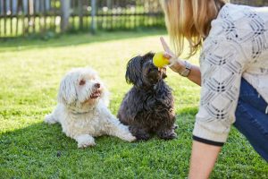 Training Your Dog: Effective Techniques for 2025
