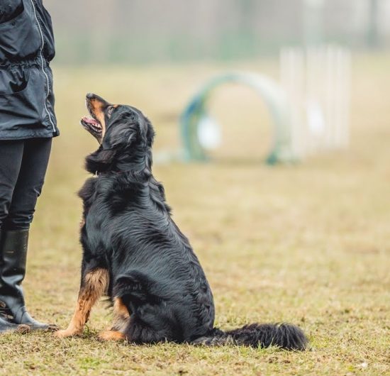 Training Your Dog: Effective Techniques for 2025