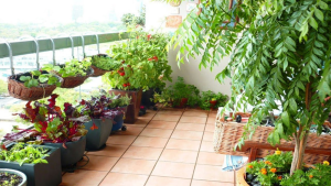 Urban Balcony Herb Gardens: Fresh Flavors in Small Spaces