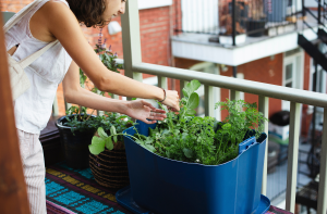 Urban Balcony Herb Gardens: Fresh Flavors in Small Spaces
