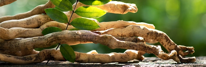 Tongkat Ali Extract: Benefits for Energy, Libido & Hormones
