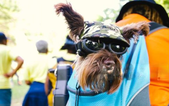 pet sling carriers for dogs