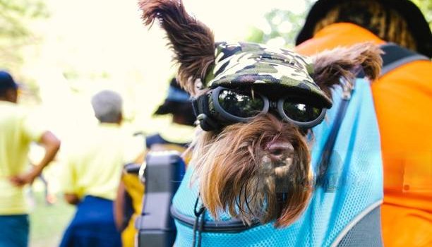 Discover the Comfort and Convenience of Pet Sling Carriers for Dogs