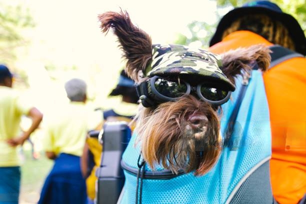 Discover the Comfort and Convenience of Pet Sling Carriers for Dogs