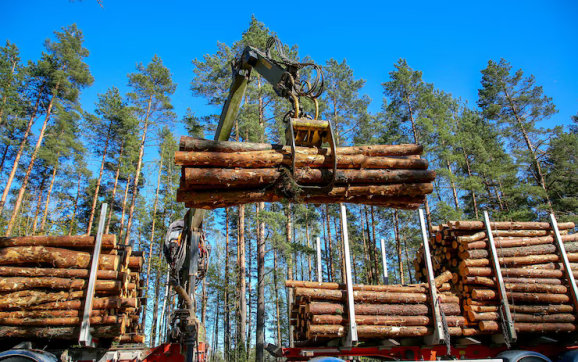 Why Accurate Timber Estimates Save Projects from Trouble