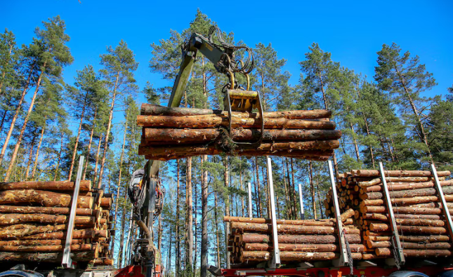 Why Accurate Timber Estimates Save Projects from Trouble