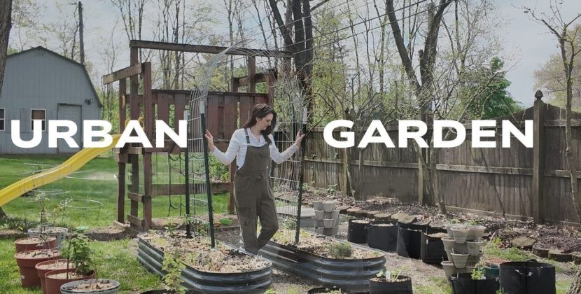 Guide to Urban Gardening to Attract Wildlife in 2025 Now
