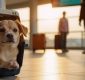 little dog carrier